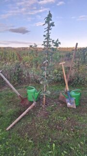 Danke für die Nominierung an die @schuhplattler_neudau zur Baumpflanz-Challenge! 🌳 
Aus eurer Jause wird leider nichts, dafür gibt's am Tom-Tom-Teich in Wörth einen neuen Ahorn! 🍁😊

Wir dürfen die Burgauer Tanzlmusi, @freilichtneudau und (nicht zu vergessen 😉) die @dieruambuam nominieren! Ihr habt's eine Woche Zeit, ansonsten freu' ma uns über eine gute Jause. 😄🥪🍻

#strattlmusi #tanzlmusi #baumpflanzchallenge